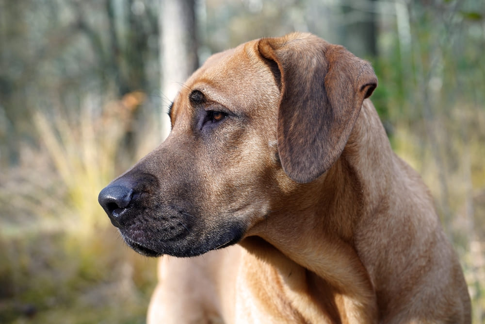 Брохольмер нуждается в воспитании
