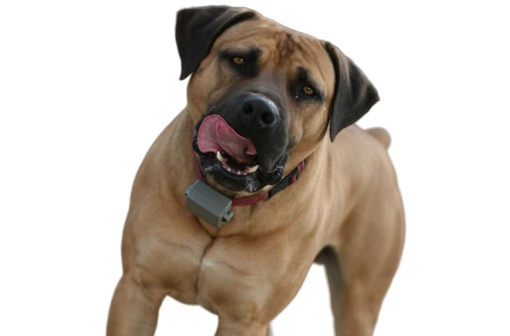 Особенности кормления американского мастифа