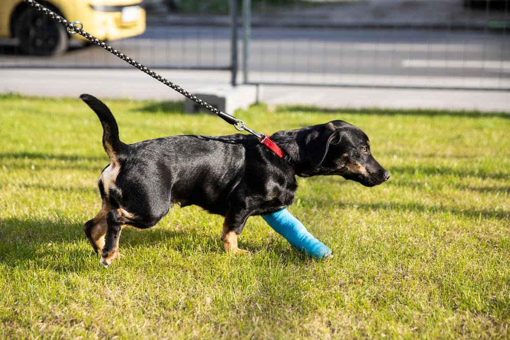 Восстановление собаки после перелома Восстановление собаки после перелома