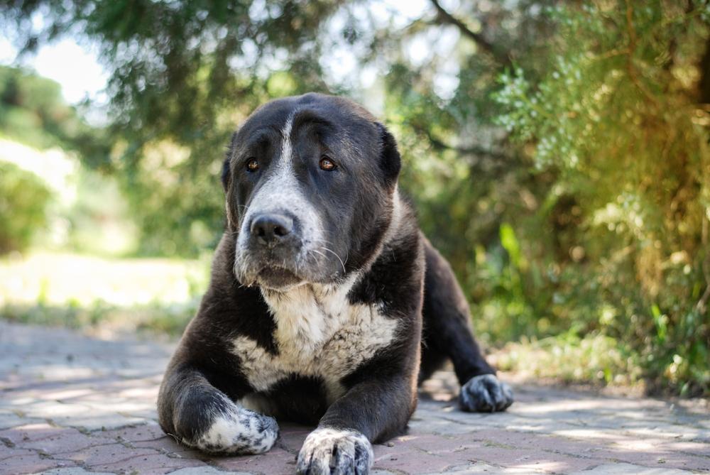 Ошибки при дрессировке алабая Ошибки при дрессировке алабая