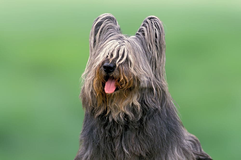 Скайтерьер будет требовать определенных затрат