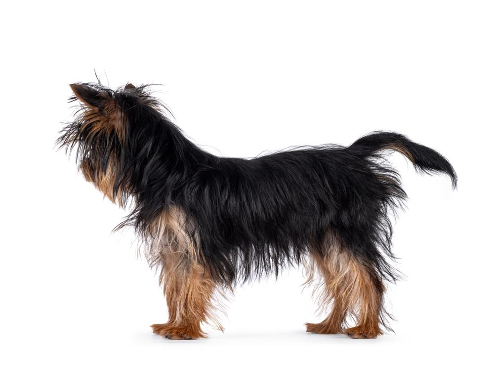 Черный окрас у йоркширского терьера обусловлен генами