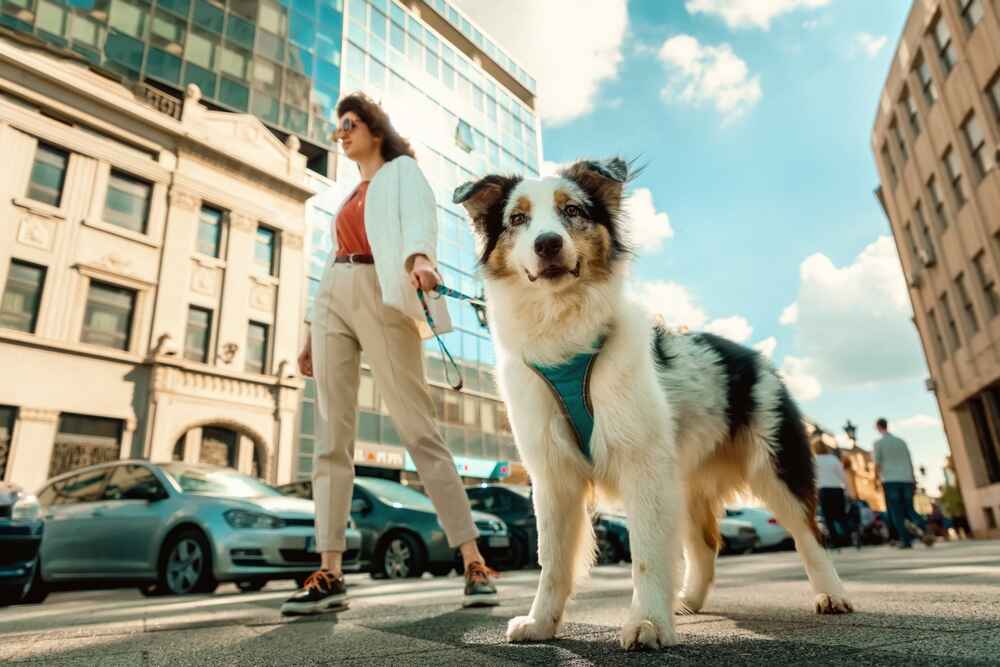 Владельцу нужно знать, сколько живет австралийская овчарка