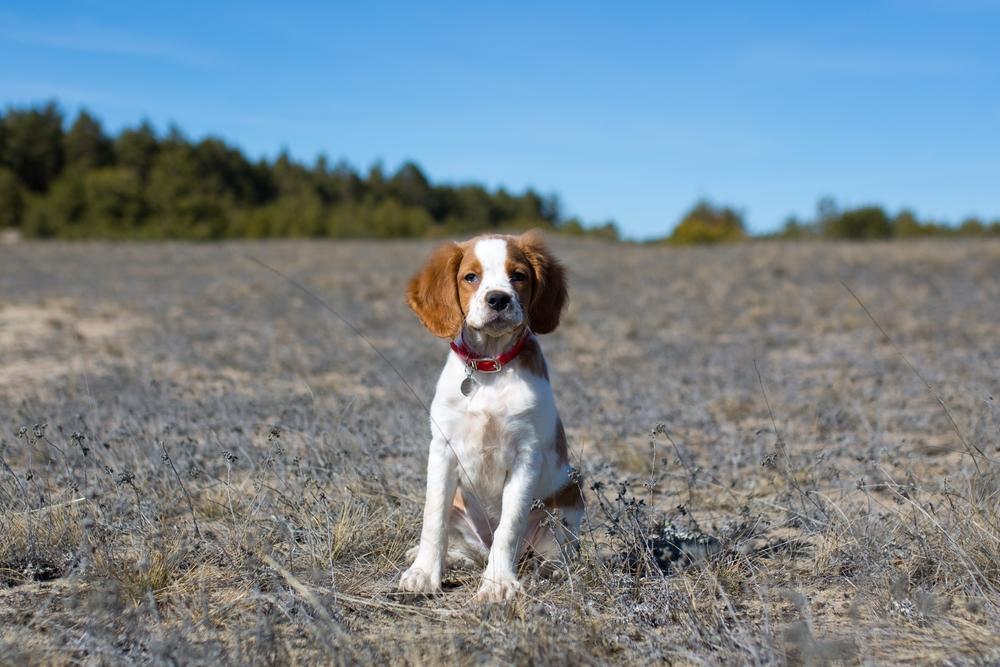Советы по выбору щенка бретонского эпаньоля 