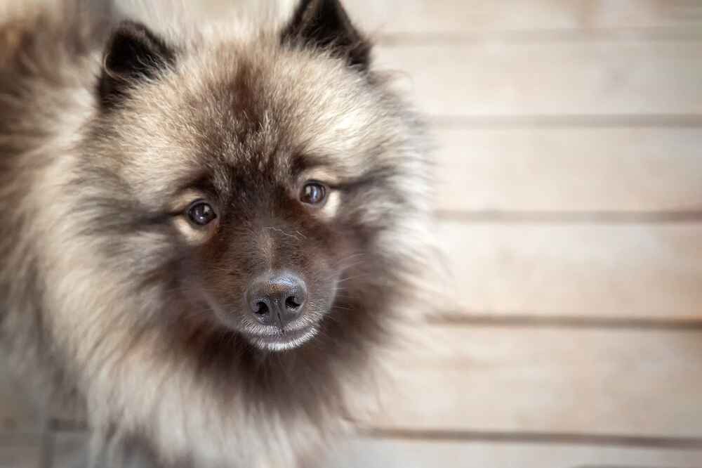 Кеесхонд отличается от шпица