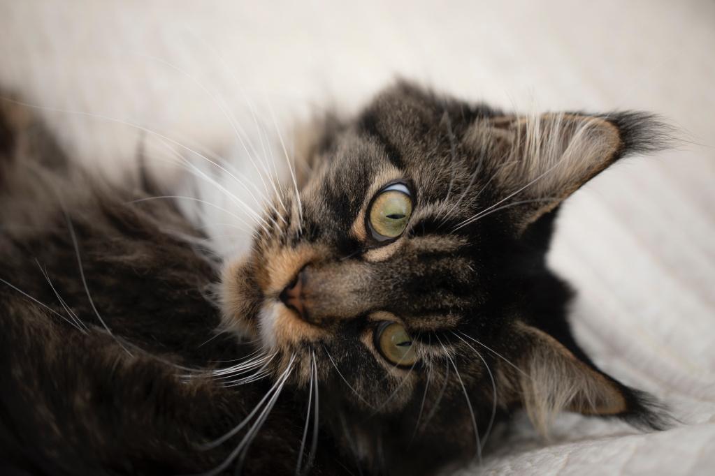Симптомы мочекаменной болезни у котов
