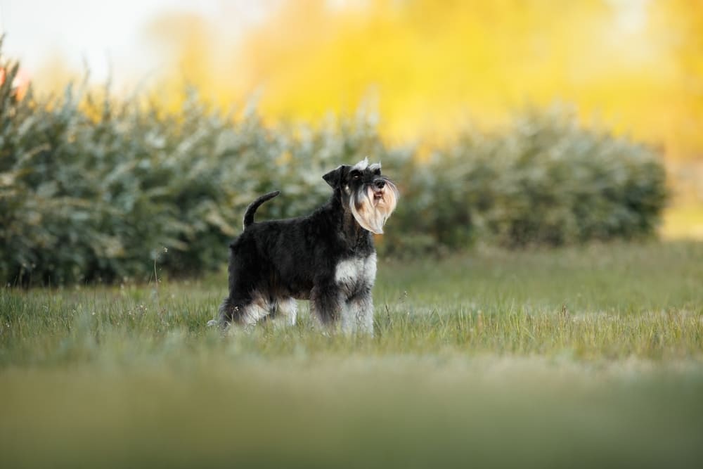 Уровень нагрузок влияет на то, сколько проживет цвергшнауцер