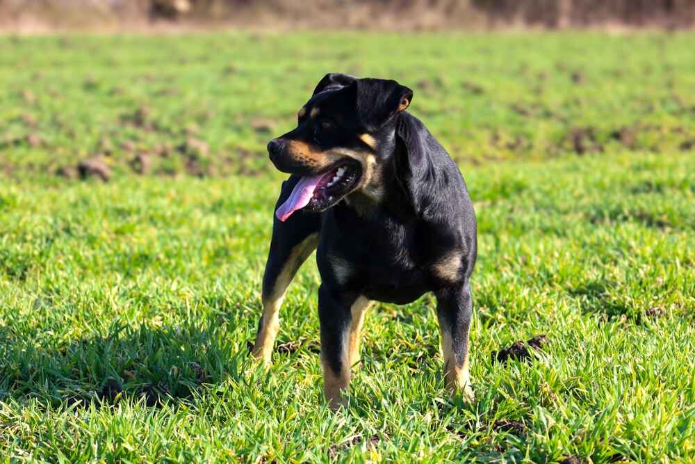 Владельцу важно знать, сколько длится беременность у ротвейлера