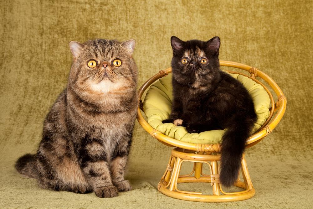 Породы кошек с большими глазами: экзотическая кошка Породы кошек с большими глазами: экзотическая кошка