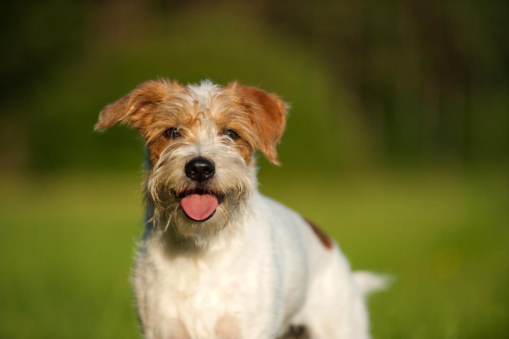 Темперамент кромфорлендера