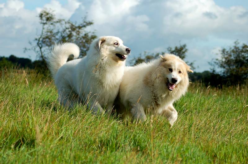 Породы собак из группы молоссов: пиренейская горная собака