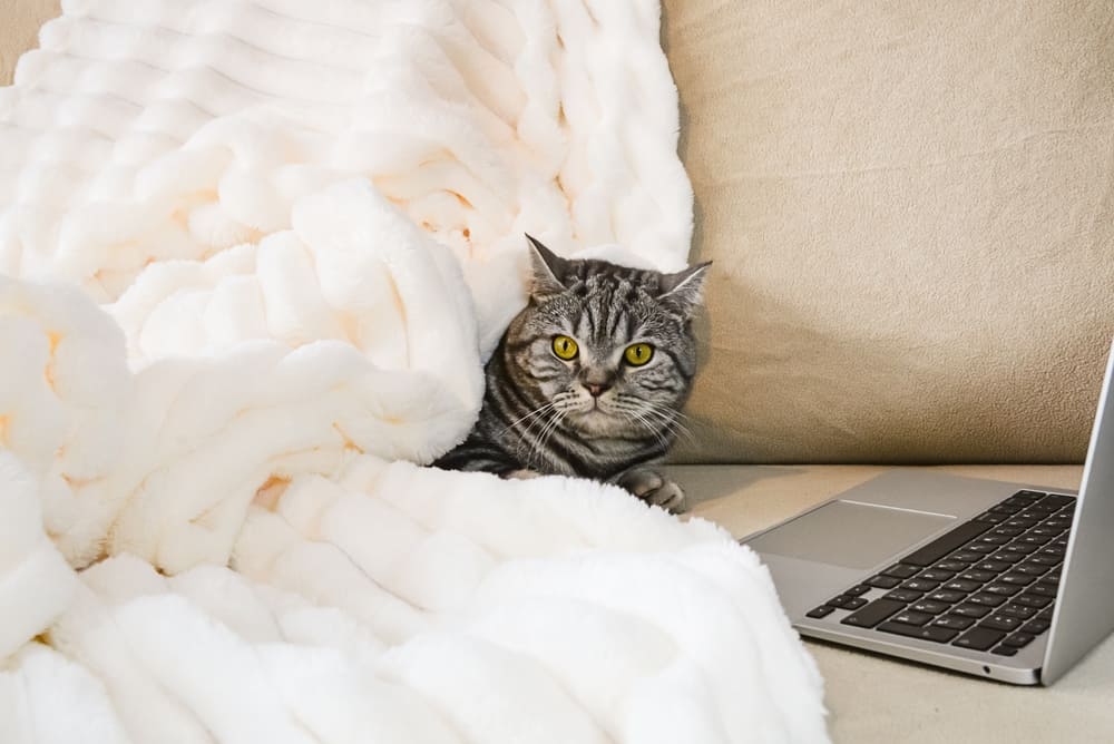 Сколько длится беременность у британской кошки?