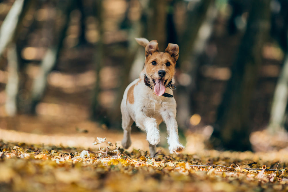 Надо знать, сколько весит ваш фокстерьер