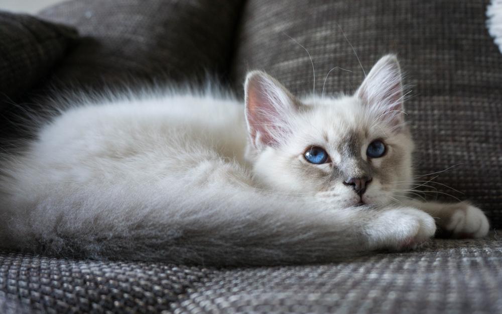 Воспитание бирманской кошки 