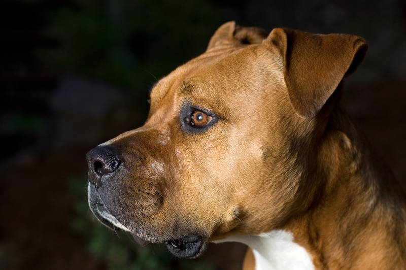 Американский стаффордширский терьер породы собак признанные американским клубом собаководства