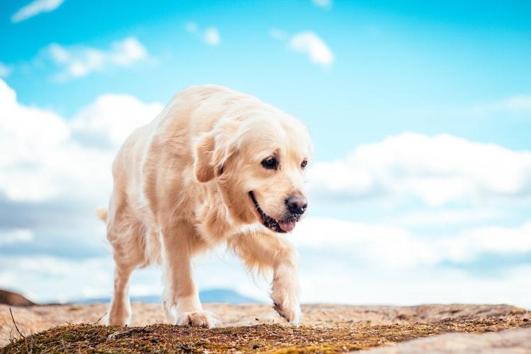 bordetella bronchiseptica что это