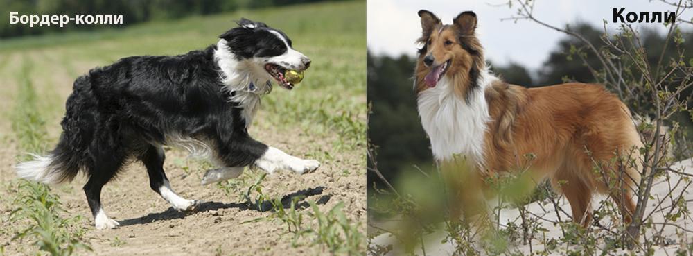 Сравнение телосложения колли и бордер-колли