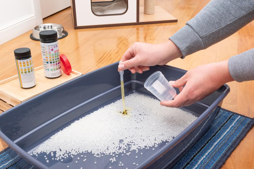 Сбор мочи у кошек на анализ