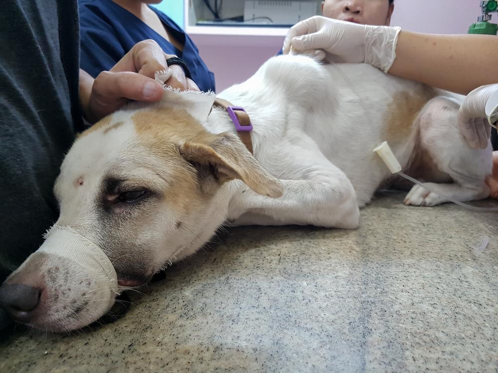 что такое абсцесс у собак что такое абсцесс у собак