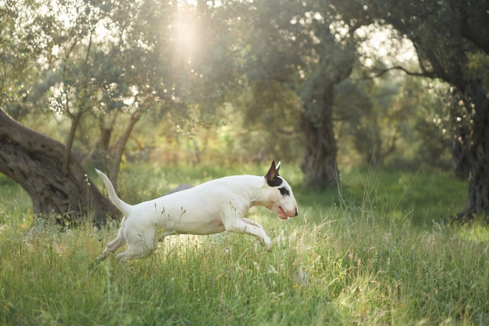 У бультерьеров есть характерные болезни