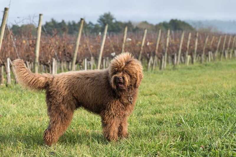 Каковы расходы на барбета?