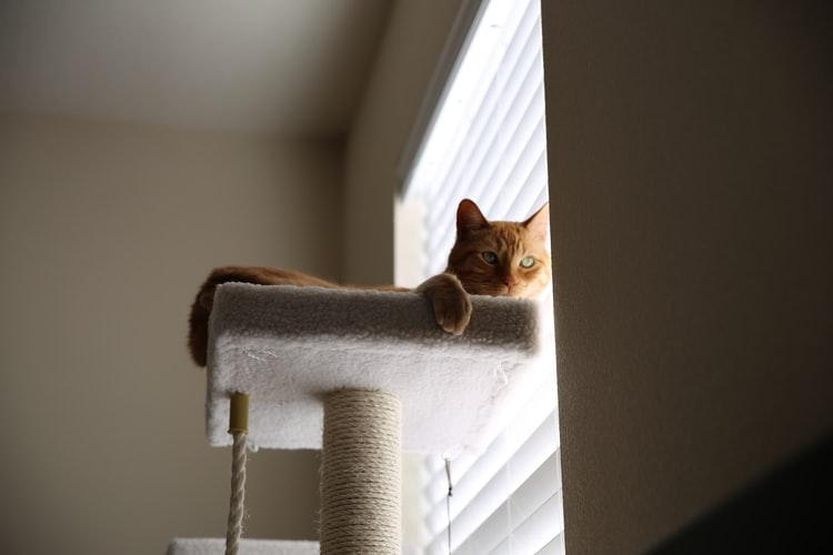 Советы по приучению кошки к когтеточке