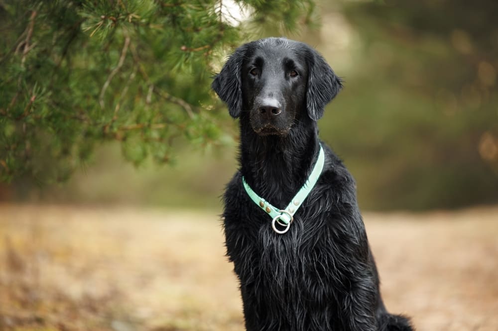 Прямошерстный ретривер смотрит вперед