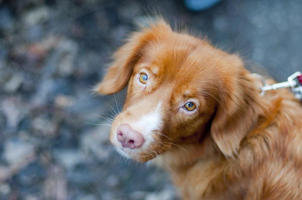 Здоровье и болезни толлера