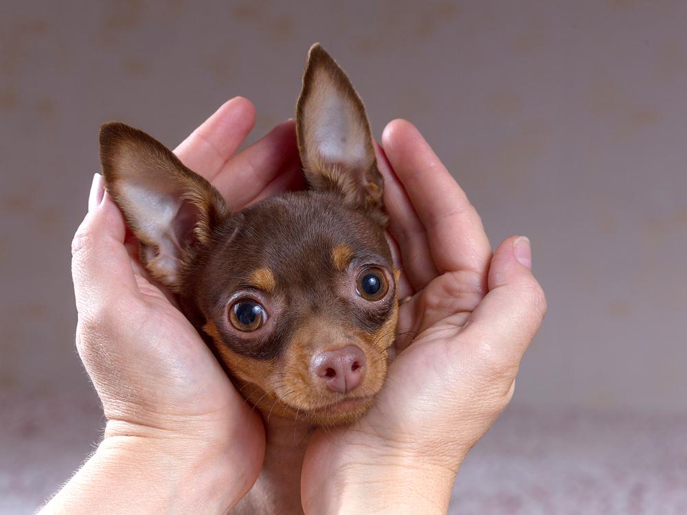 Уход за ушами той-терьера