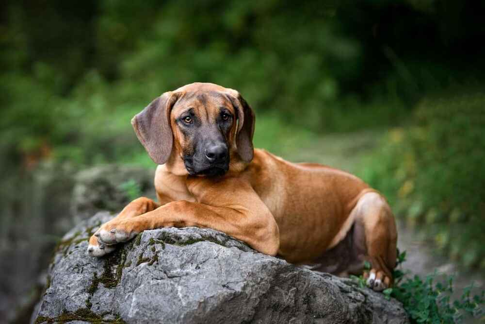 Так выглядит родезийский риджбек
