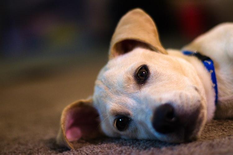 У собаки красные глаза из-за повышенных нагрузок или давления
