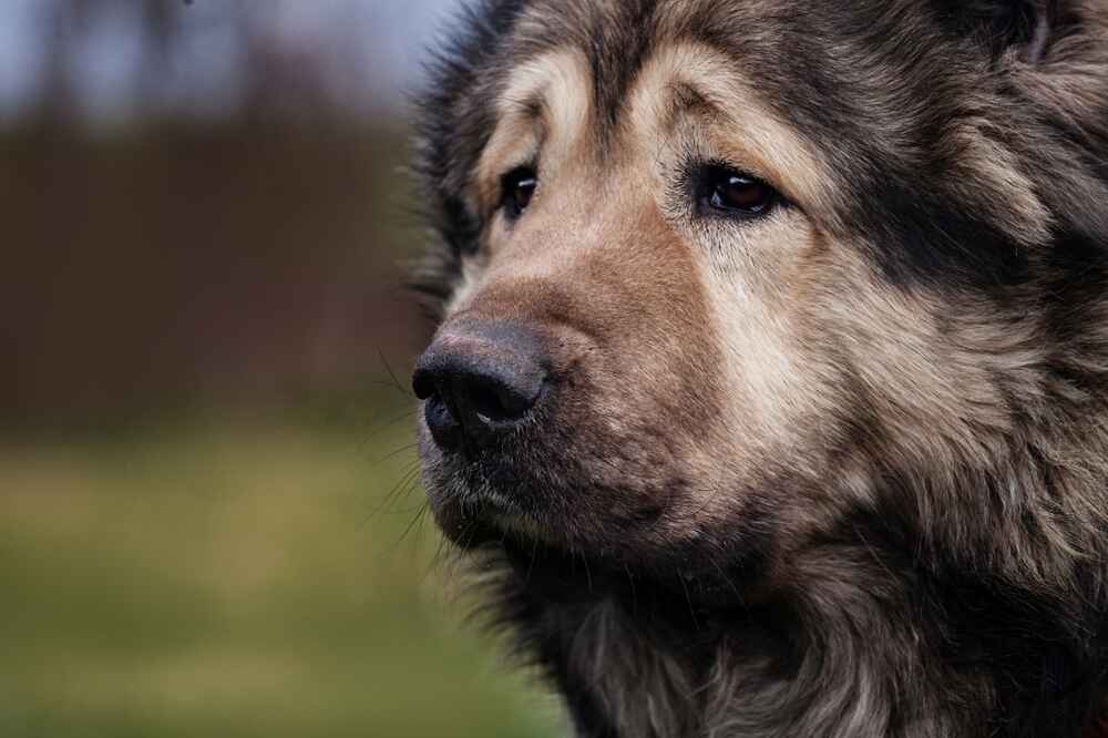 Кавказские овчарки – большие собаки