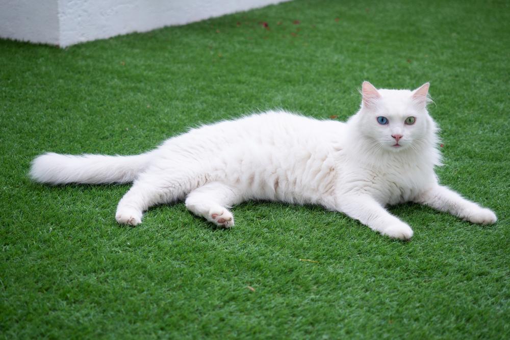 Здоровье породы турецкая ангора