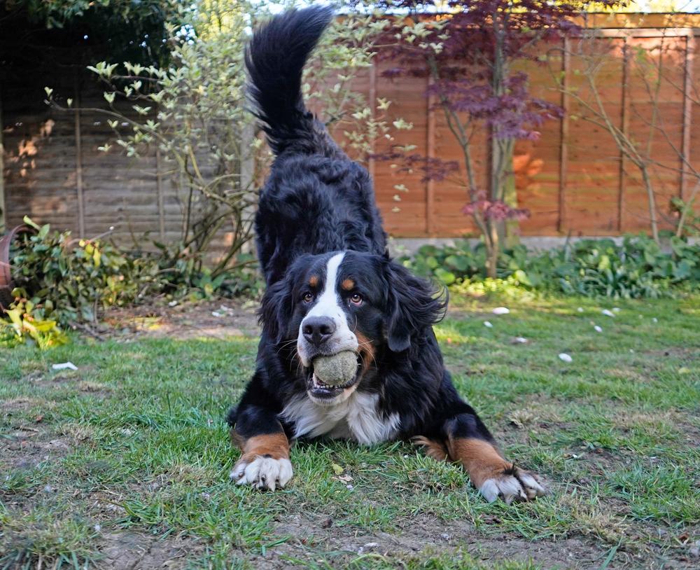Самые игривые породы собак: бернский зенненхунд