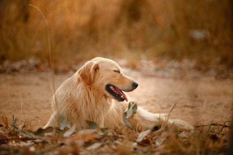 Физиологическая предрасположенность собак к реверсивному чиханию