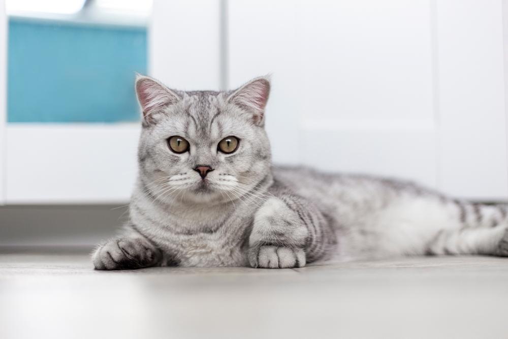 Окрасы табби у шотландских кошек: серебристо-голубой табби