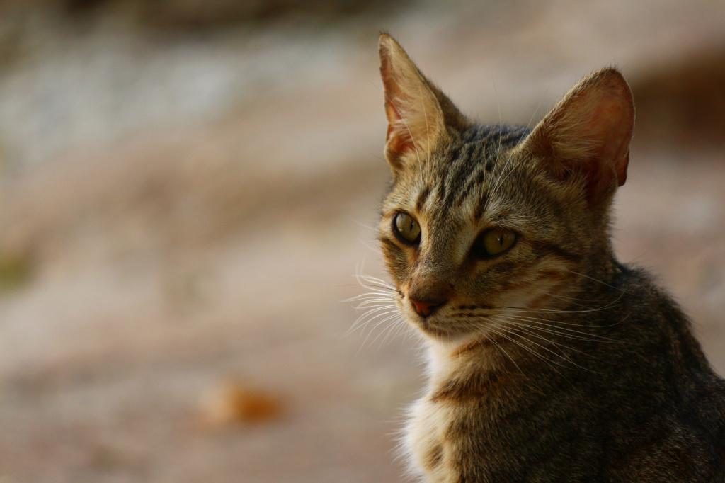 чесоточный клещ у кота чем лечить. Смотреть фото чесоточный клещ у кота чем лечить. Смотреть картинку чесоточный клещ у кота чем лечить. Картинка про чесоточный клещ у кота чем лечить. Фото чесоточный клещ у кота чем лечить