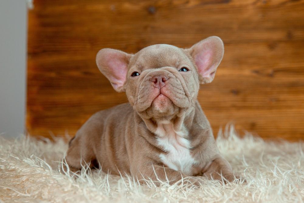 Имя для девочки-собаки французского бульдога может быть космическим