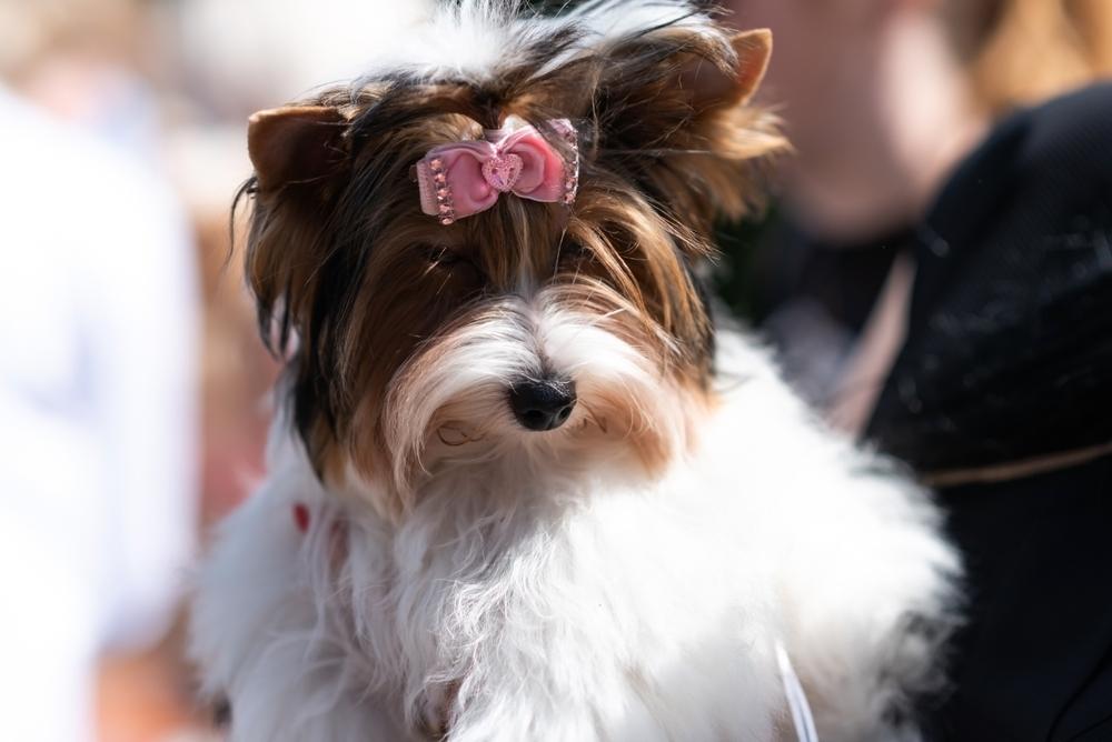 Репродуктивное здоровье биро-йоркширского терьера