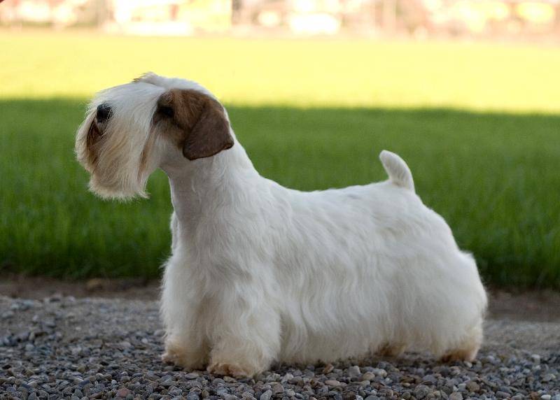 Полурабочие норные породы собак: силихем-терьер