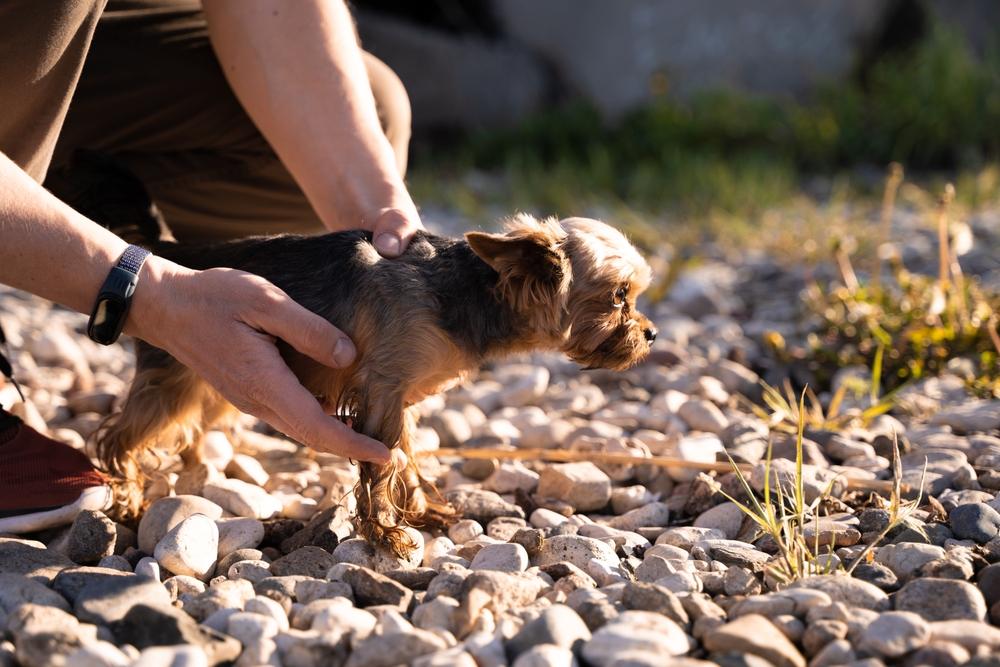 Какие клички для собак-мальчиков породы йоркширский терьер, или йорк, существуют?