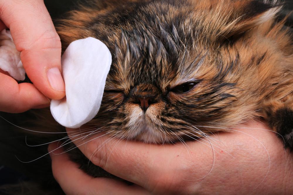 Чем промывать глаза котенку для профилактики