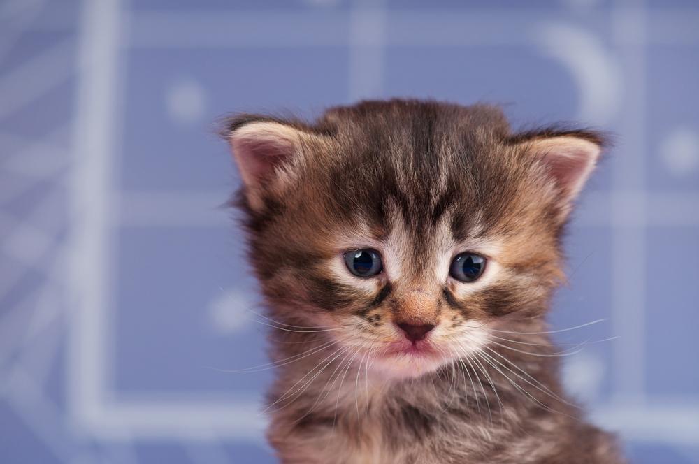 Патологические причины слезотечения у котенка