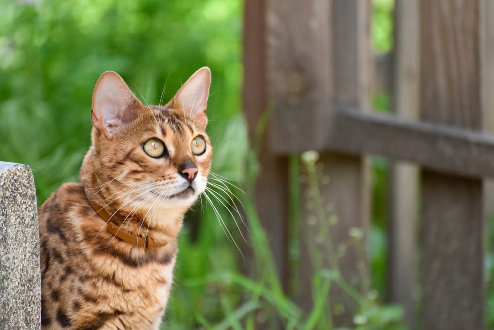 Течка у бенгальской кошки проходит циклично