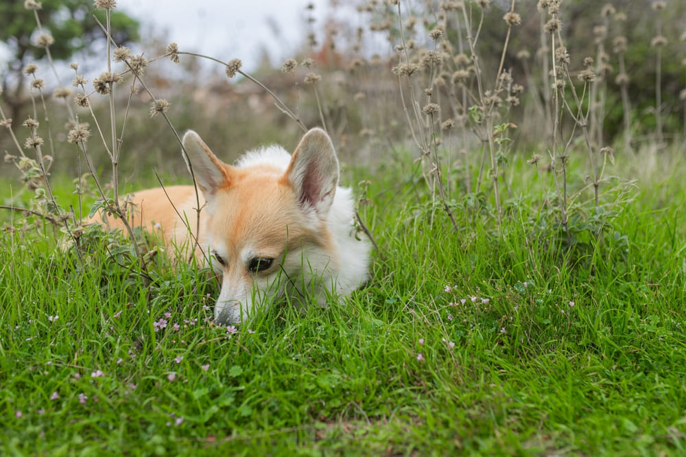 Первая течка у корги свидетельствует о половом созревании собаки