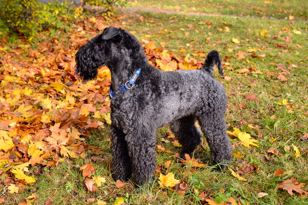 Керри-блю-терьер может участвовать в вязках по достижении половой зрелости