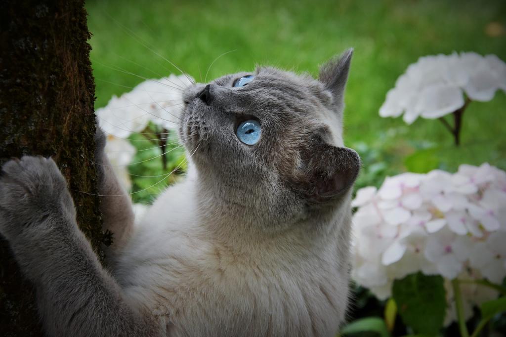 Поинтовый окрас у котов что это