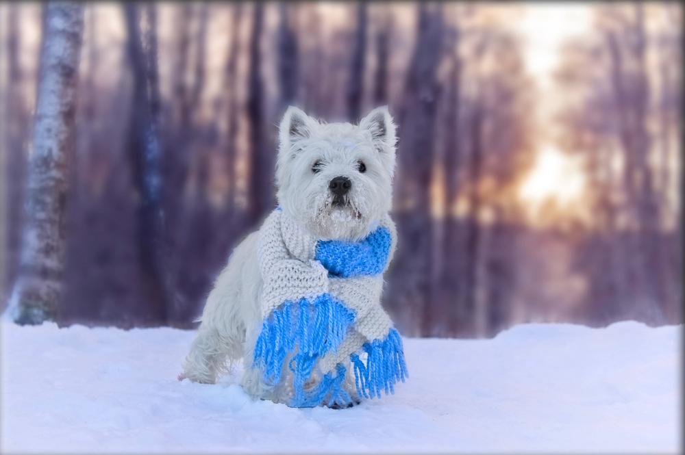 Основные симптомы трахеита у собак