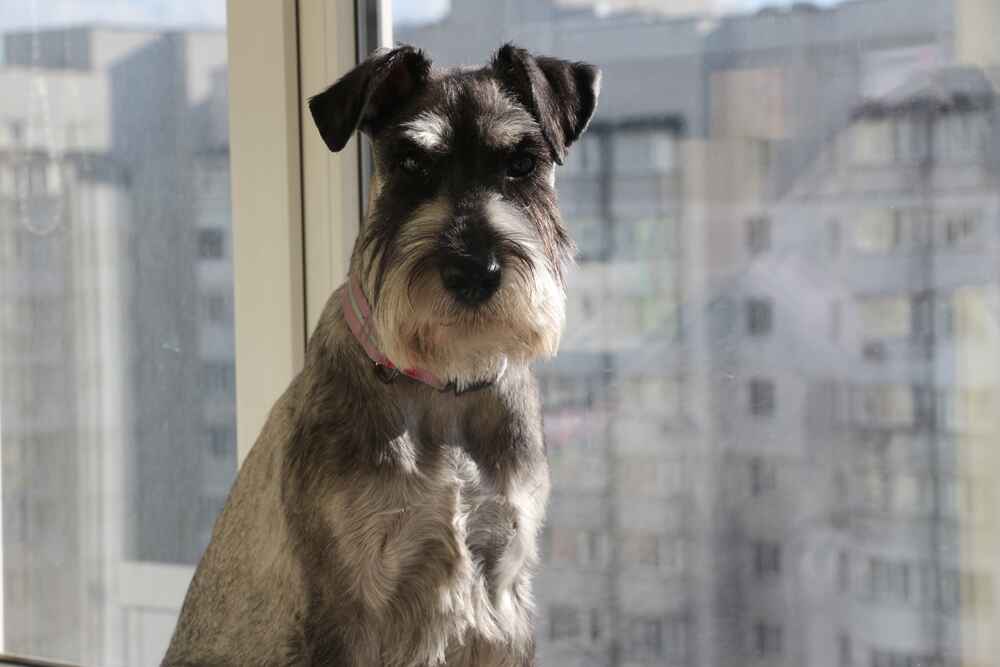 Владельцу важно понимать, сколько этапов проживает миттельшнауцер