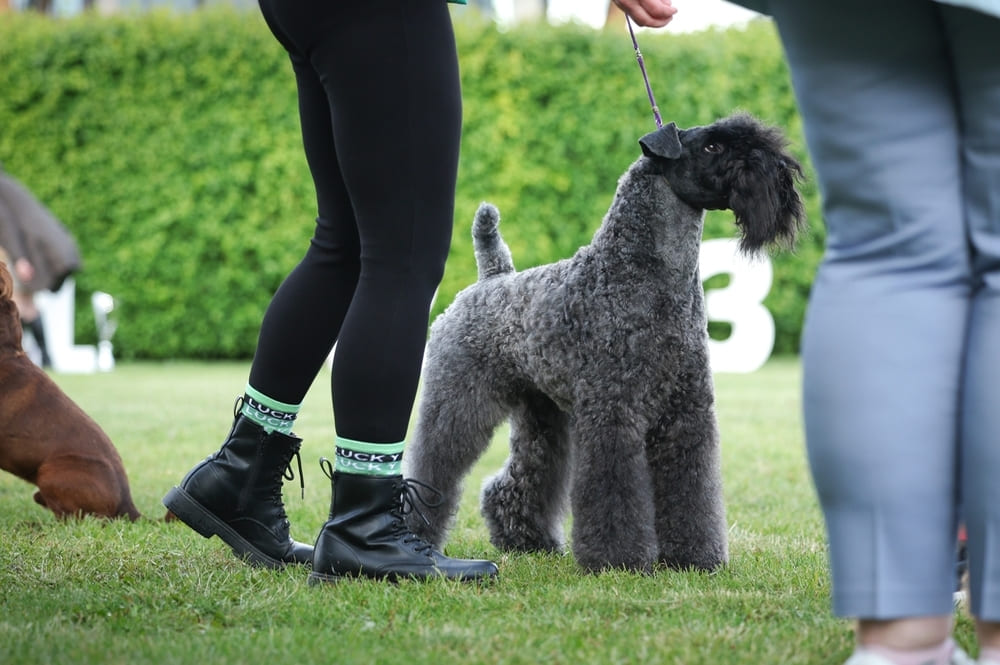 Керри-блю-терьер имеет предрасположенность к дисплазии